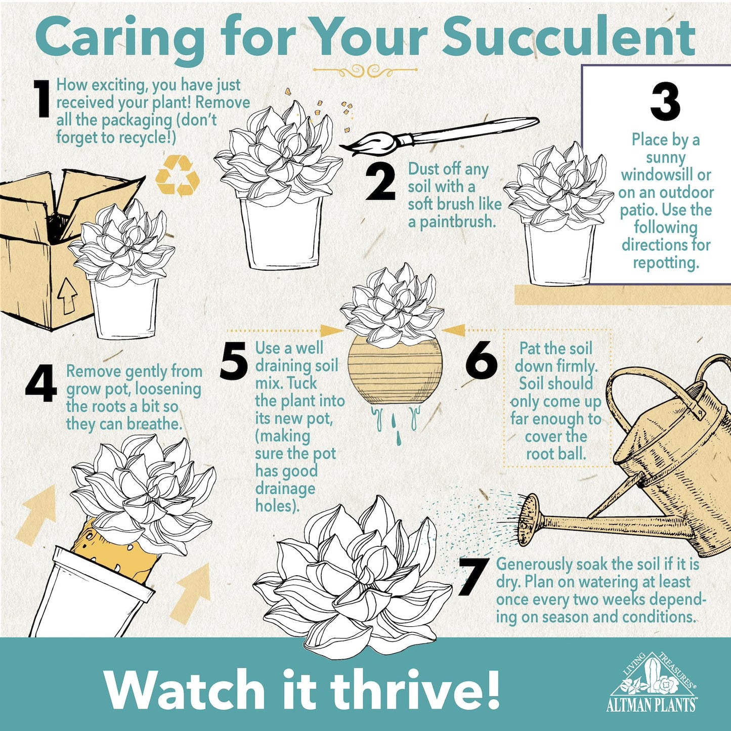 Altman Plants, Live Snake Plant, Sansevieria trifasciata Superba, Fully Rooted Indoor House Plant in Pot, Mother in Law Tongue Sansevieria Plant, Potted Succulent Plant, Houseplant in Potting Soil