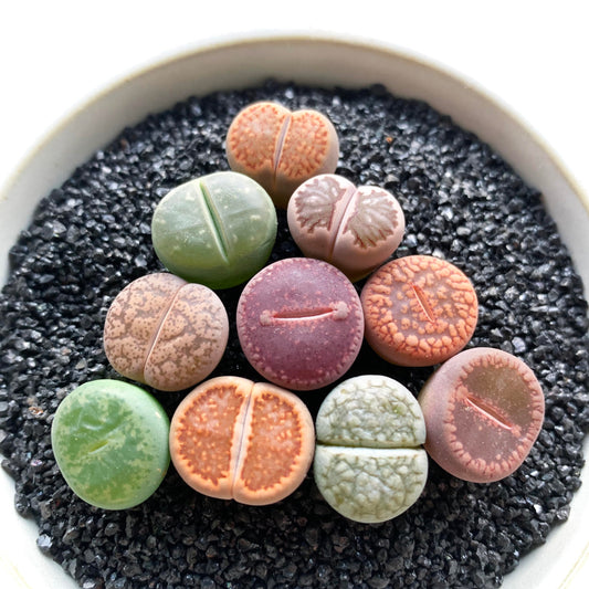 Lithops Large Random Mix Rare Live Succulent Plants, 10 Pcs Succulent Live Plant, Bare Root Without Pot & Soil, Indoor Office Desk Decoration, Friend Plant Lovers Gifts