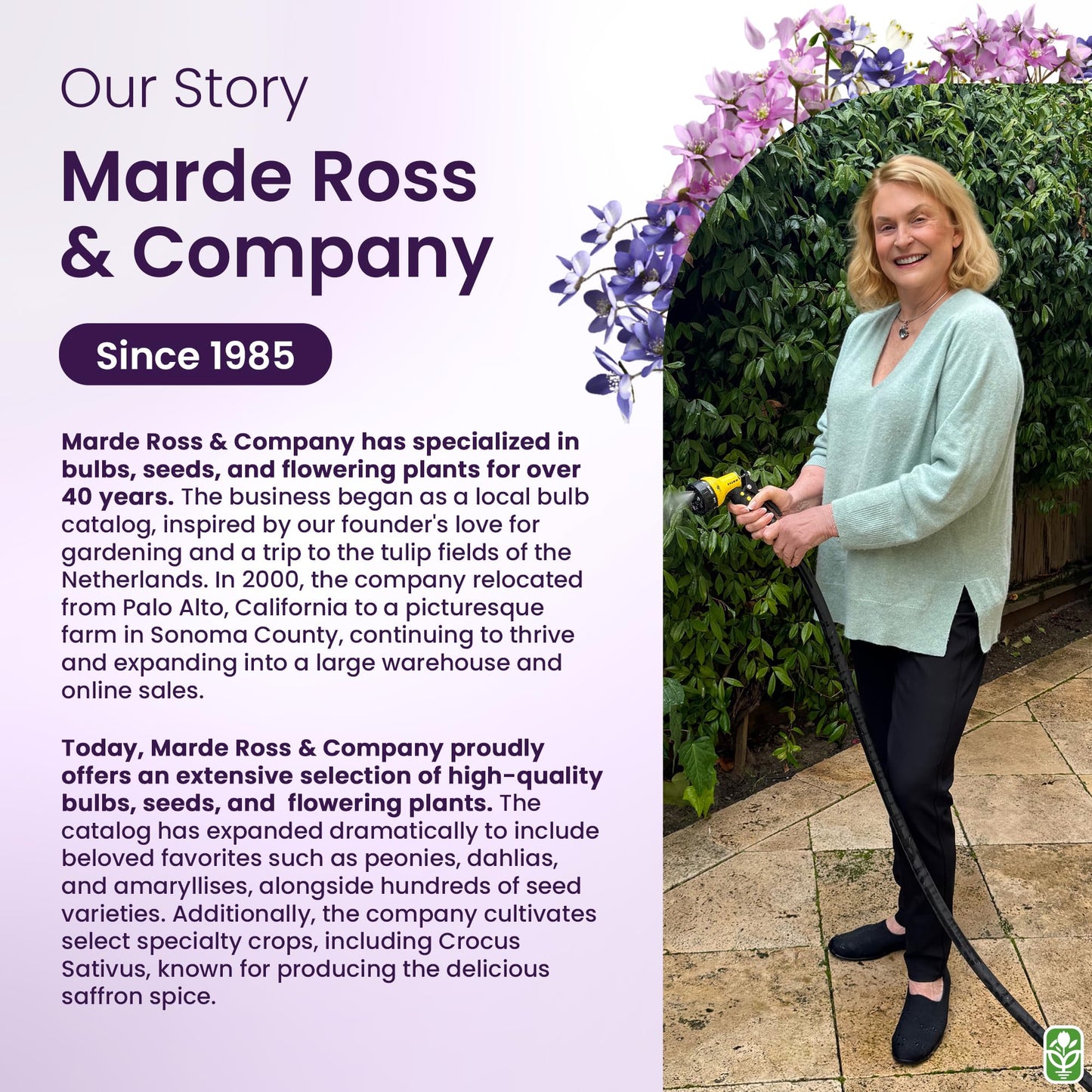 Purple Blazing Star - 5 Fresh Bulbs - Liatris Spicata Flower Bulb - Perennial Gayfeather Plant for Planting Outdoor - Perfect for Borders and Landscapes