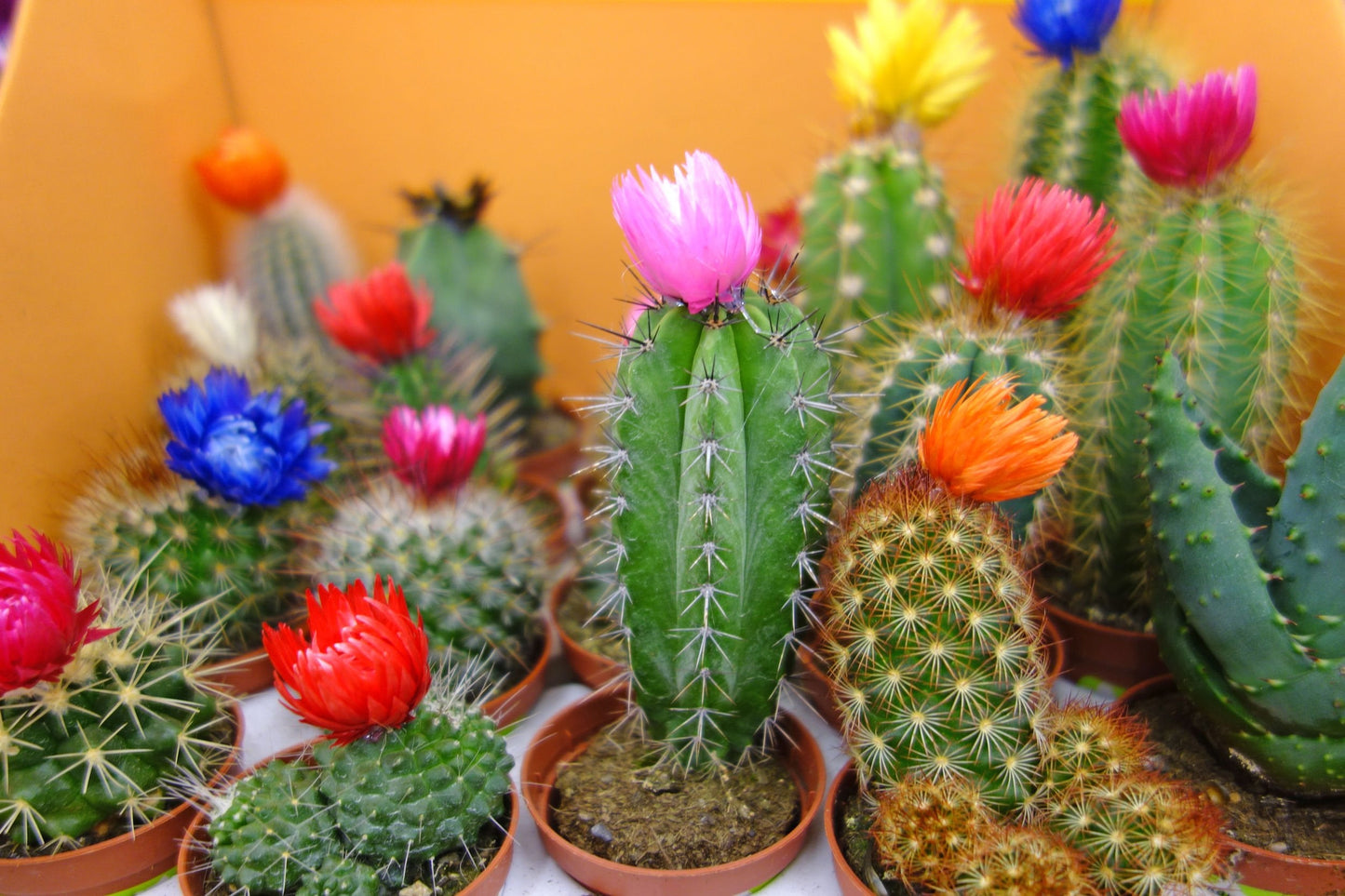 SeedsUP - 25+ Seeds Cactus Rare Succulents Cacti - Flower Mix