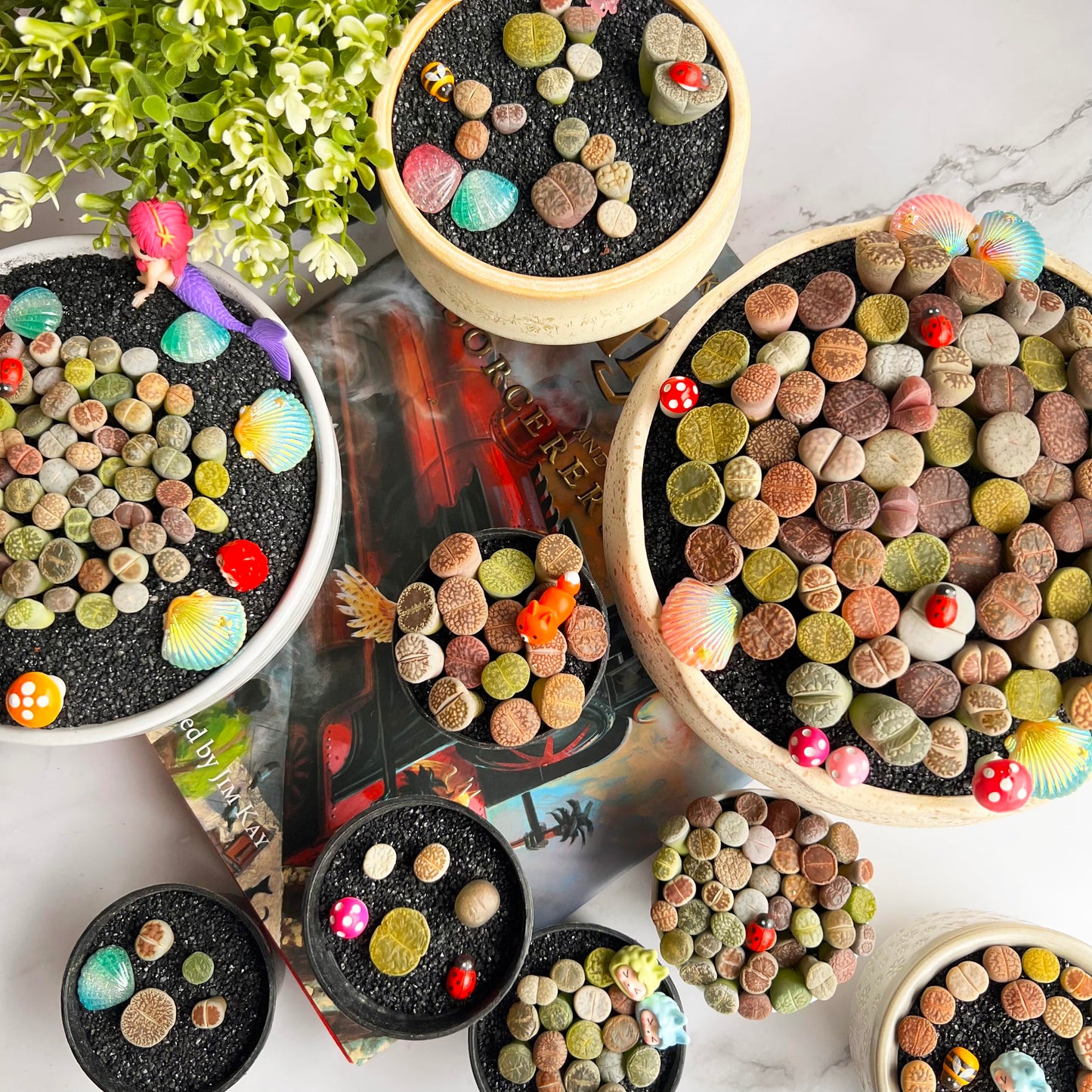 Lithops Large Random Mix Rare Live Succulent Plants, 30/50/100 Pcs 3 Years Bulk Succulent Live Plant, Bare Root Without Pot Soil, Garden Indoor, Plant Lover Gifts