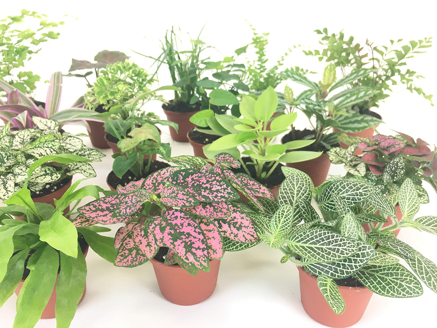 Mini Terrarium Plants (6 Plants) (2" Pots) Fairy Garden Plants Assorted Varieties