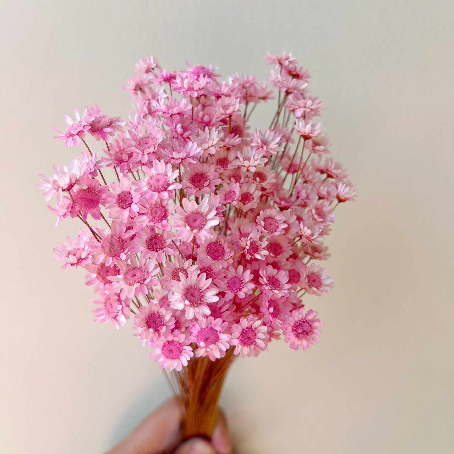 Natural - Dried - Flowers Brazilian Small Star Daisy Dried Decorative Mini Chamomile Bouquet for Wedding Floral Arrangements Home Decorations Valentine's Day Gifts (200 Stems) (Pink)