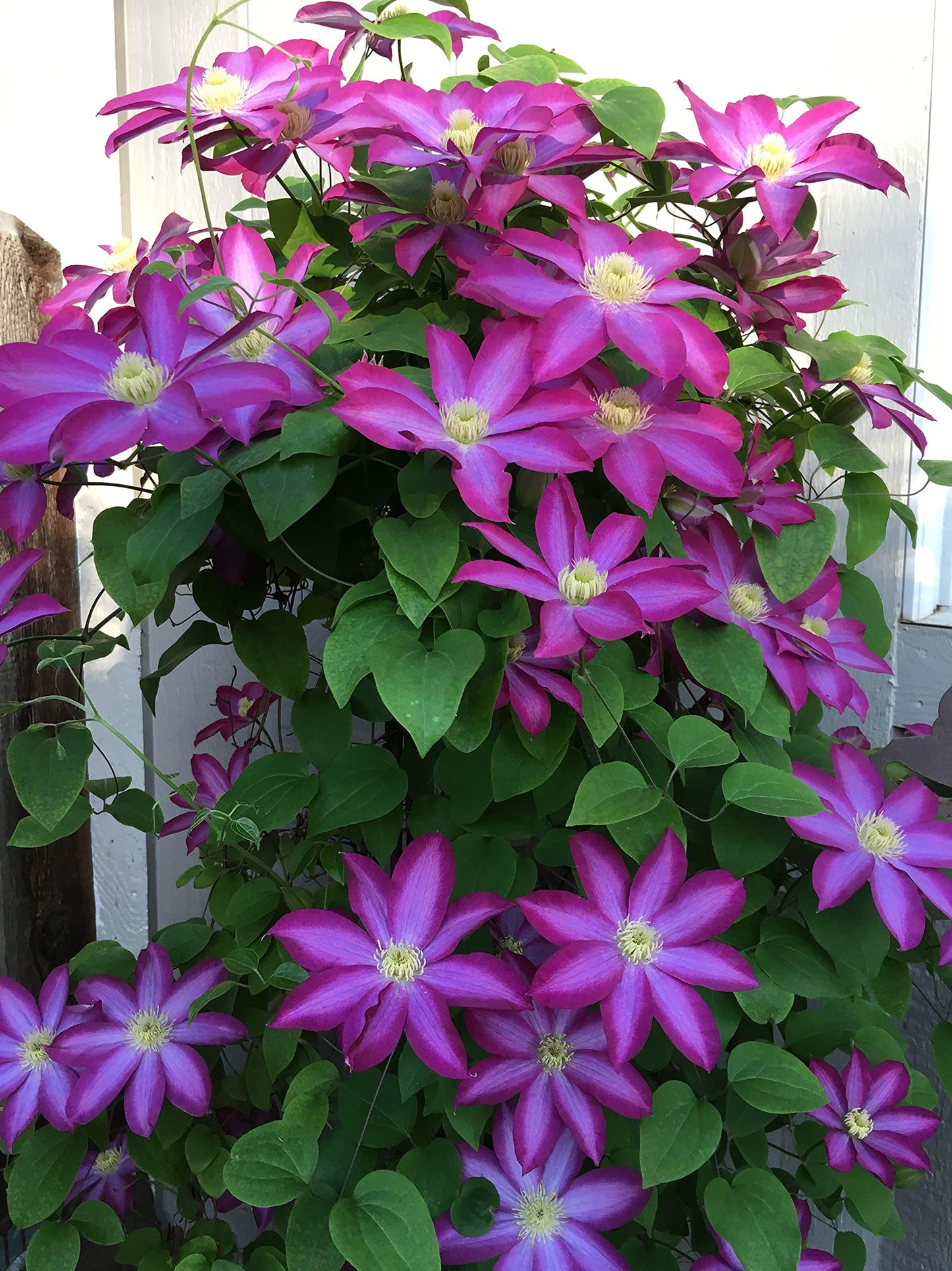 Clematis Pink Champagne - Live Plant in a 4 Inch Growers Pot - Clematis x 'Kakio' - Starter Plants Ready for The Garden - Beautiful Deep Pink Flowering Vine