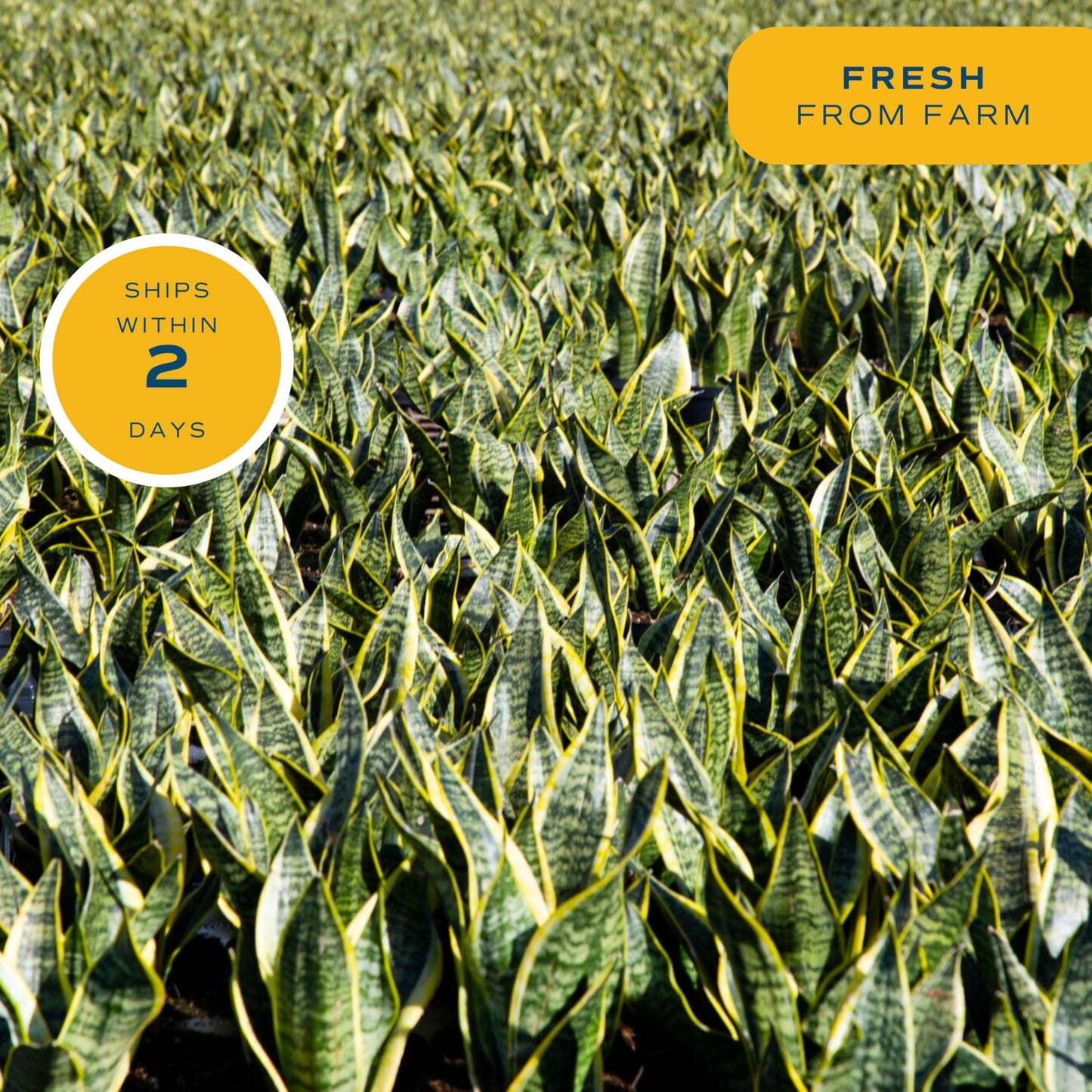 Costa Farms Sansevieria Grower's Choice Snake Live Indoor Plant, 12-Inches Tall, Grower Pot