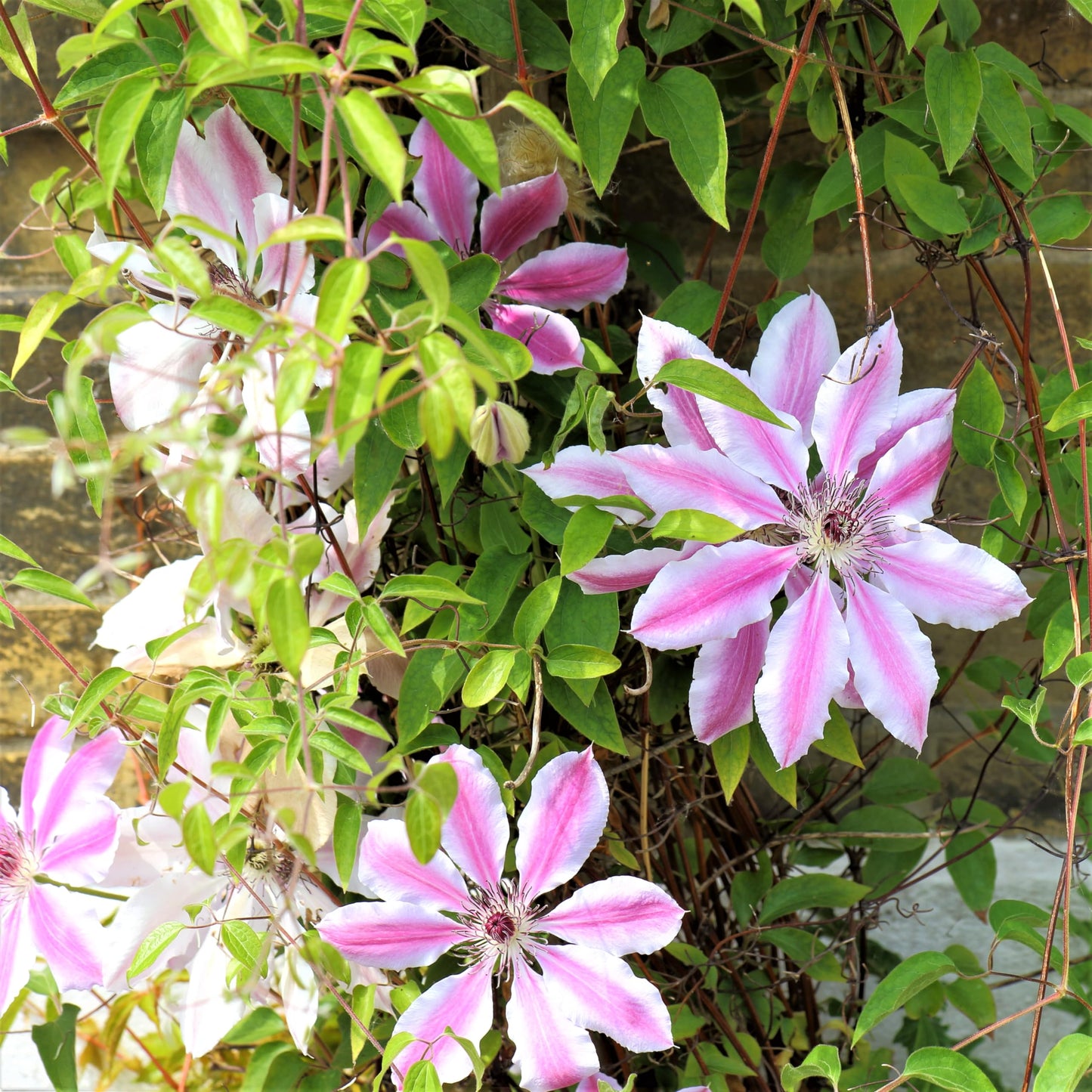 Easy to Grow Clematis Nelly Moser - 2 Potted Vine Plants in Quart Grower Pots, Pink & White Flowers in Summer