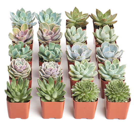 Shop Succulents Rosette Succulent Plant Pack Collection - Live Mini Succulent Plants, Low Maintenance, Floral Shaped Mix of Colors & Textures - Wedding and Party Favors, Gift & Garden, Pack of 20