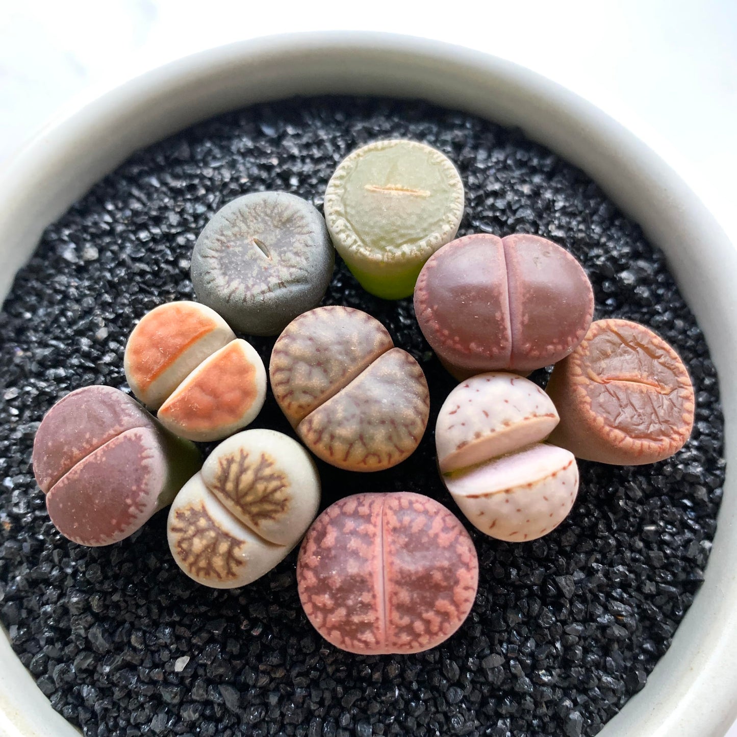 Lithops Large Random Mix Rare Live Succulent Plants, 10 Pcs Succulent Live Plant, Bare Root Without Pot & Soil, Indoor Office Desk Decoration, Friend Plant Lovers Gifts
