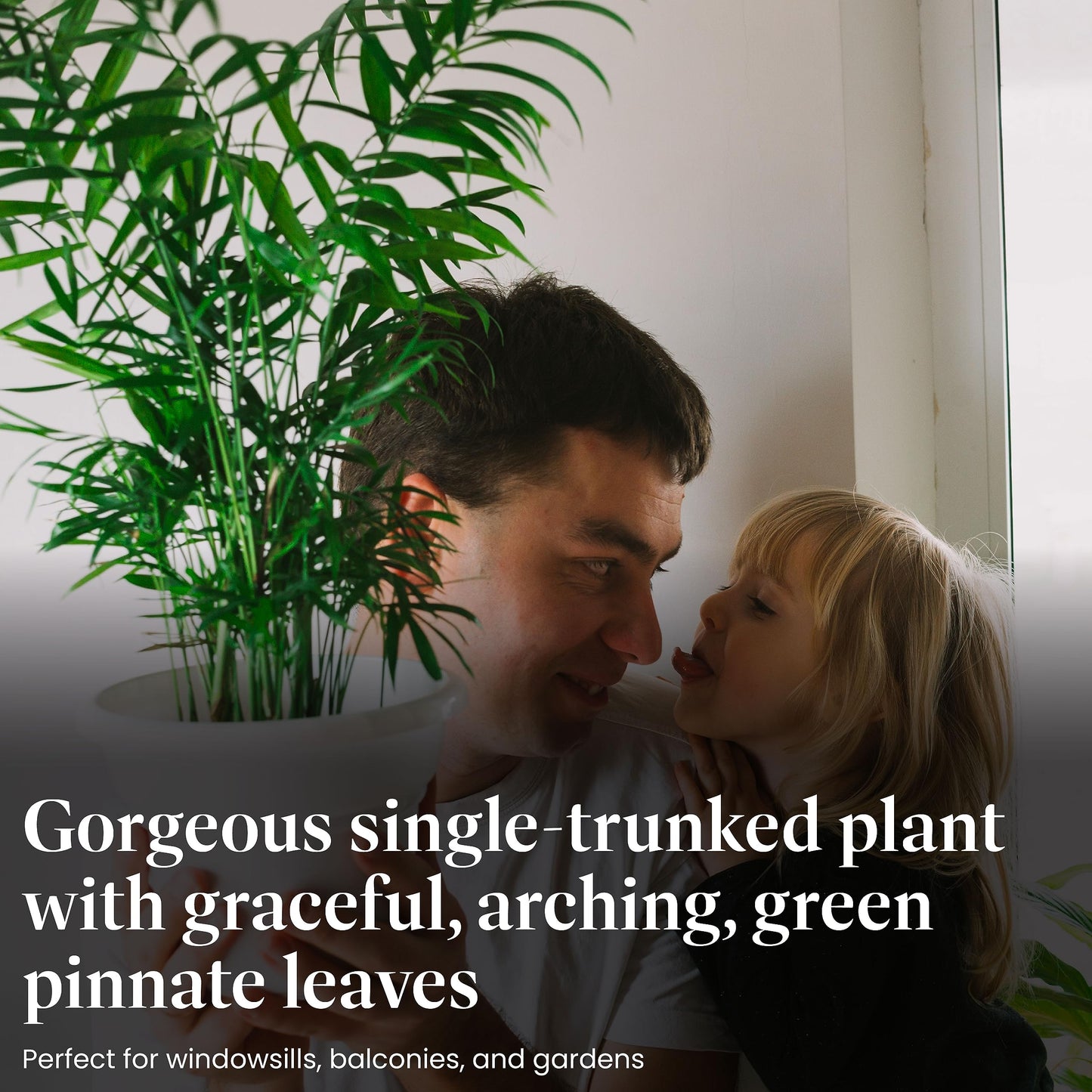 American Plant Exchange Parlor Palm – Live 6-Inch Potted Houseplant, Easy-Care Air-Purifying Indoor Palm, Low-Light Tolerant Tropical Plant for Home, Office, Bedroom & Modern Indoor Décor