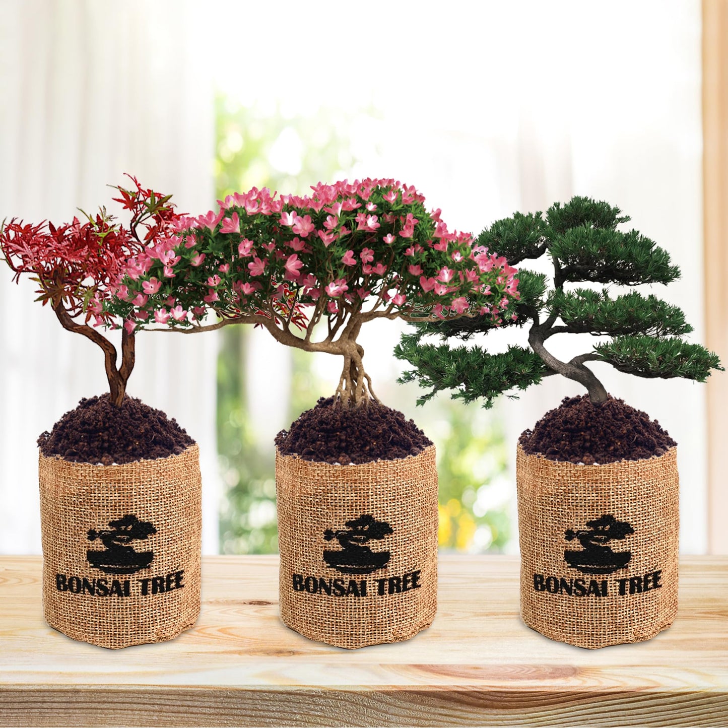 Sproutix Indoor Bonsai Garden Starter Kit, 5 Seeds Growing into Red Maple, Wisteria, Black Pine, Judas Tree, Acacia, Including Complete Gardening Planters & A Wooden Box, Christmas Gifts for Women
