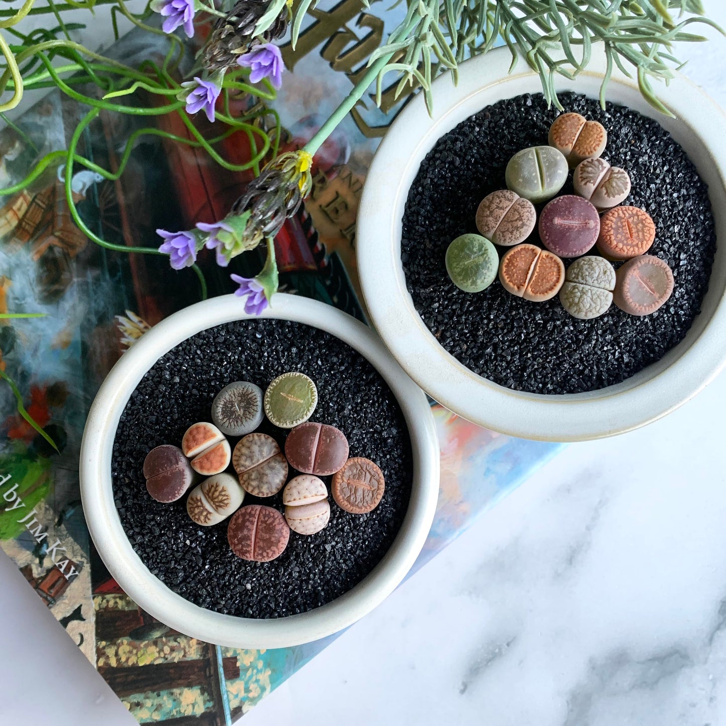Lithops Large Random Mix Rare Live Succulent Plants, 10 Pcs Succulent Live Plant, Bare Root Without Pot & Soil, Indoor Office Desk Decoration, Friend Plant Lovers Gifts