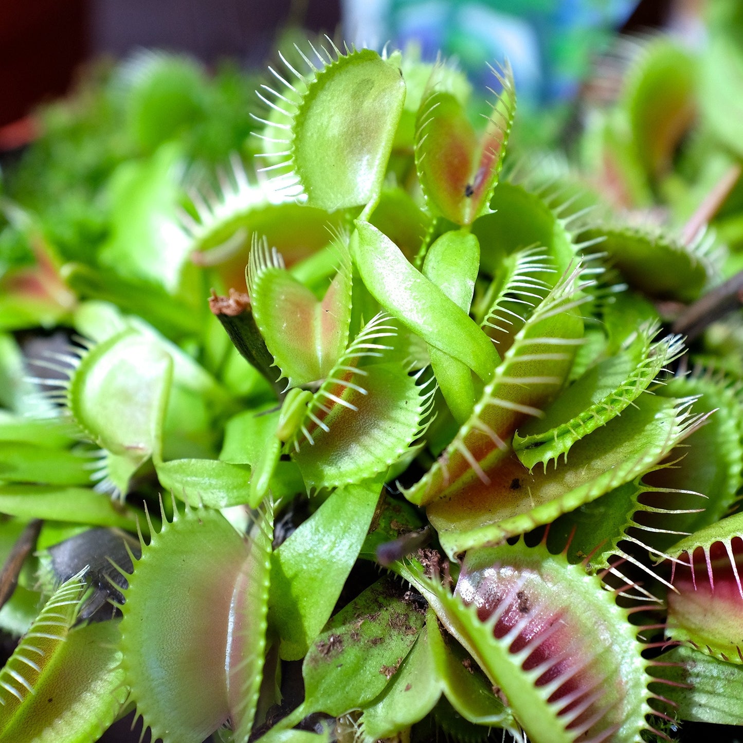 Outsidepride Venus Flytrap Seeds - 10 Pcs Perennial, Unique & Carnivorous, Indoor Plant Seeds for House Plants, Easy to Grow & Low Maintenance, Ideal for Terrariums, Pots, & Non-Winter Hardy Zones