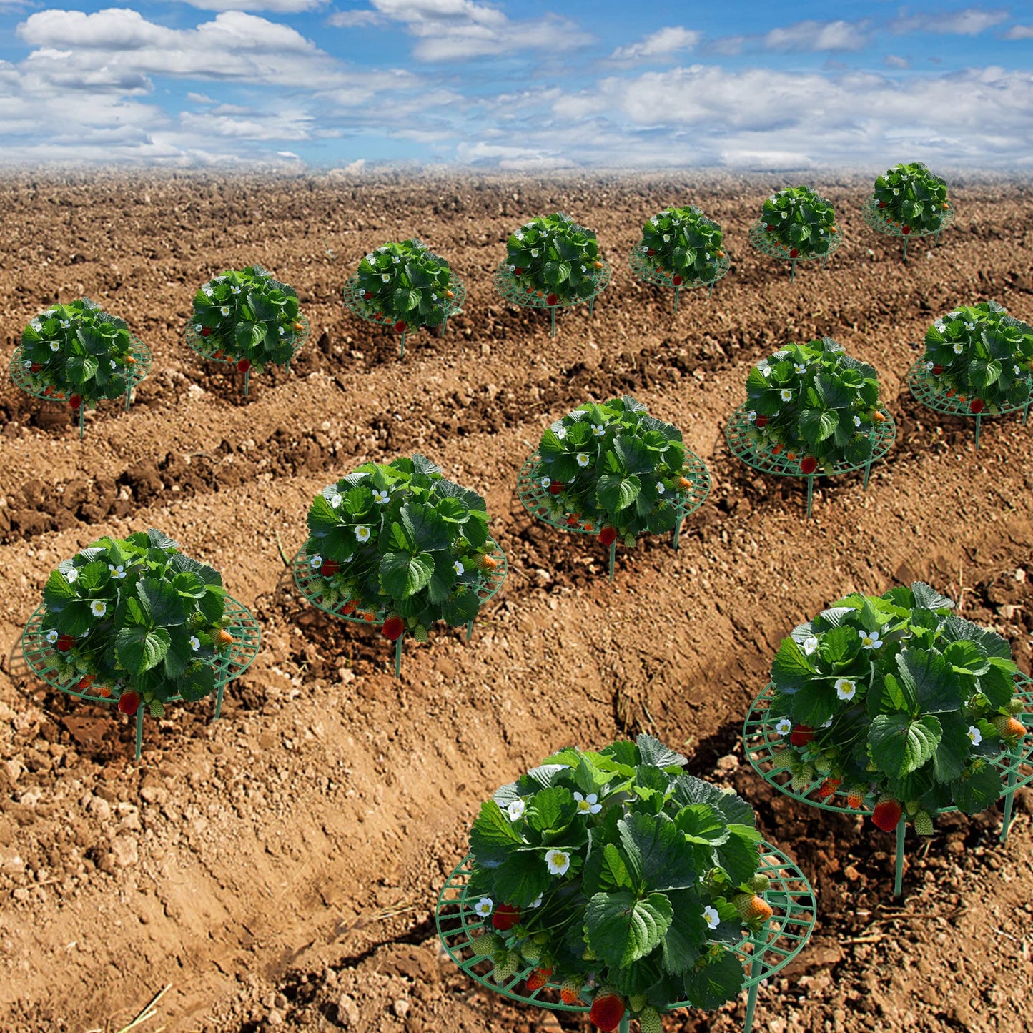 Iceyyyy 10 Pack Strawberry Plant Support - Large Size Strawberry Growing Racks - Strawberry Growing Frame for Keeping Garden Strawberry Clean