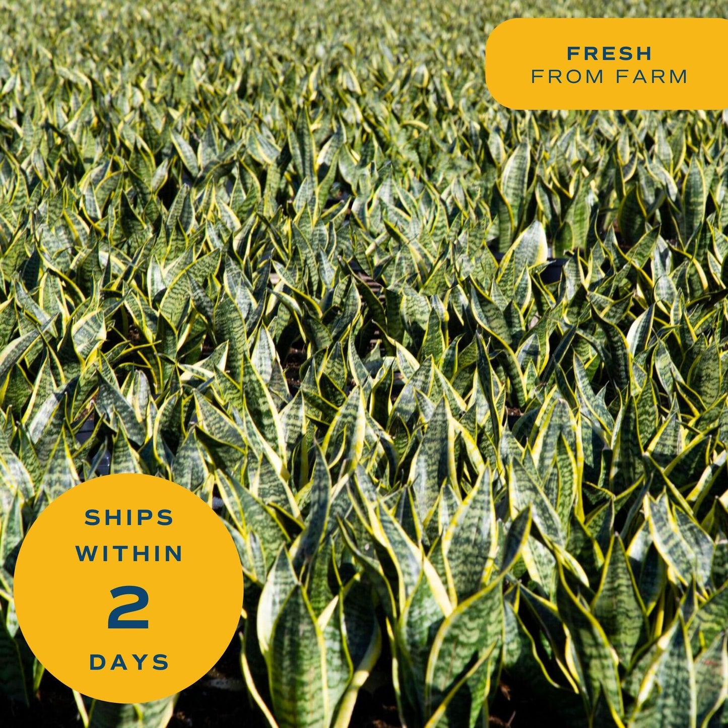 Costa Farms Live Snake Plants (Pack of 2) | Easy to Grow Indoor or Outdoor Sansevieria Houseplants | 8-Inches Tall | Potted in Plant Pots | Succulent Plants Perfect for Office and Home Decor