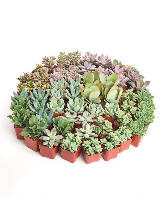 Shop Succulents Assorted Succulent Plant Pack Collection - Live Mini Succulent Plants, Low Maintenance, Mixture of Colors & Textures - Wedding and Party Favors, Gift & Garden, Pack of 64