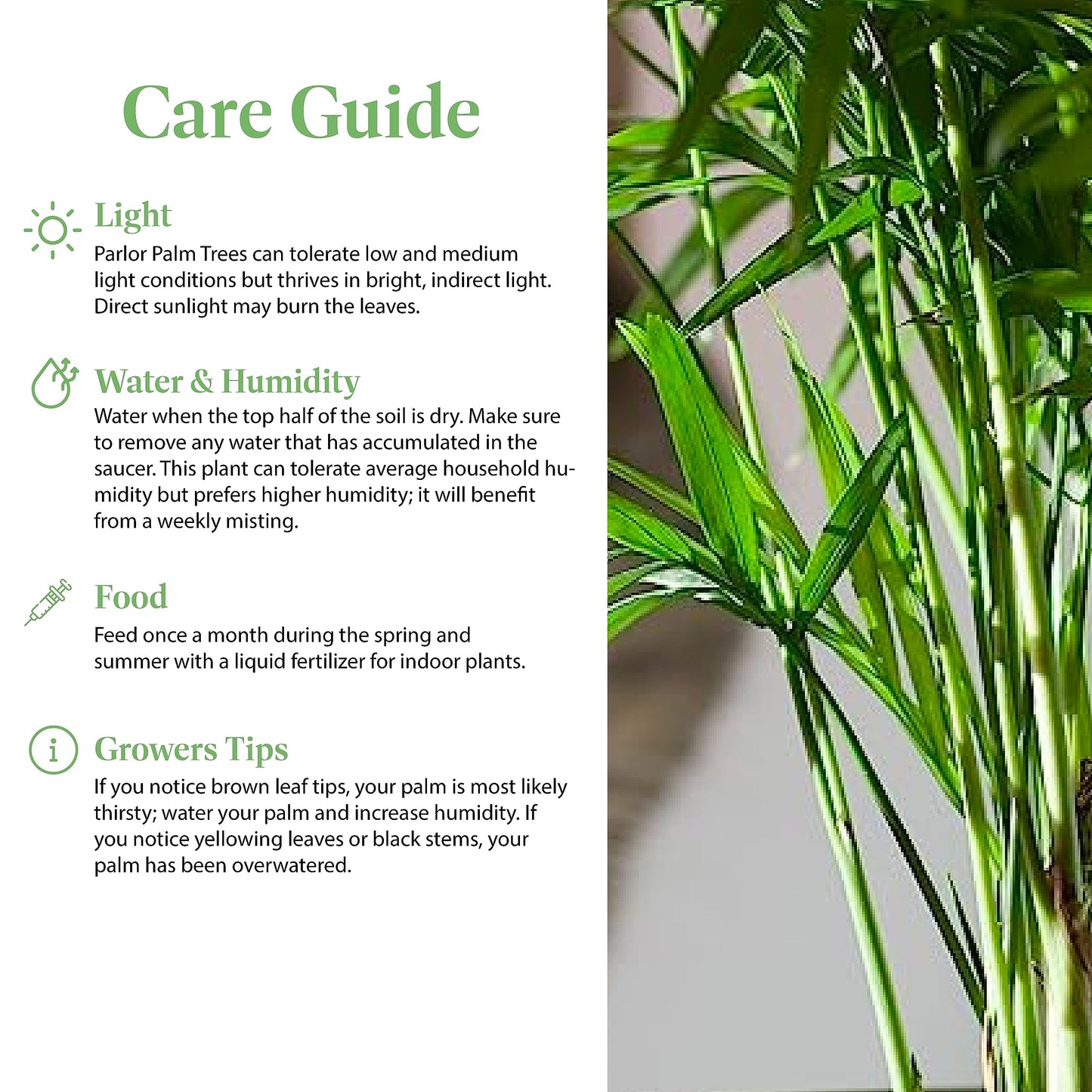 American Plant Exchange Parlor Palm – Live 6-Inch Potted Houseplant, Easy-Care Air-Purifying Indoor Palm, Low-Light Tolerant Tropical Plant for Home, Office, Bedroom & Modern Indoor Décor