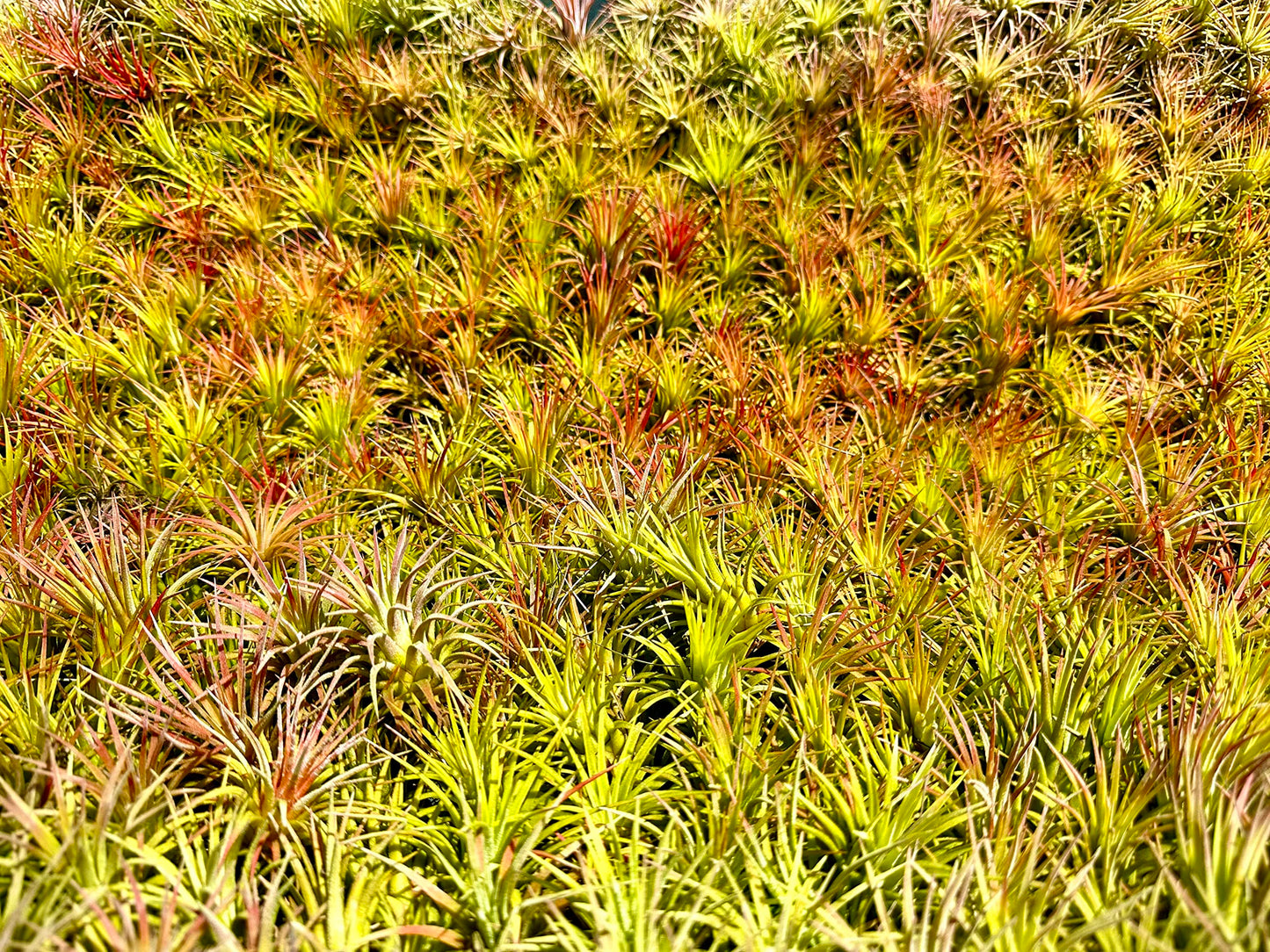 ragnaroc Air Plants - Tillandsia Ionantha Pack, Regular 1-3" - 12ct - Live Arrival Guaranteed - House Plants for Home Decor & Gift