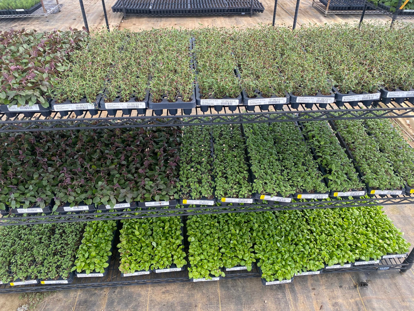 10-Pack Culinary Herb Garden Live Plants – Sweet Basil, Peppermint, Oregano, Sage, Thyme – 3” Plant Plugs for Indoor & Outdoor Growing – Window Sill, Garden, or Kitchen Planter Ready